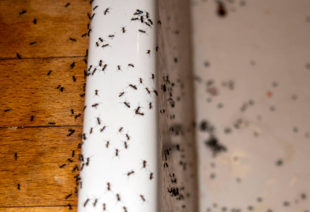 Best Pest Control Near Me  in Breckenridge, TX