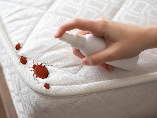 Best Bed Bug Extermination  in Breckenridge, TX