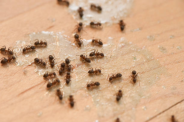 Trusted Breckenridge, TX Pest Control Experts