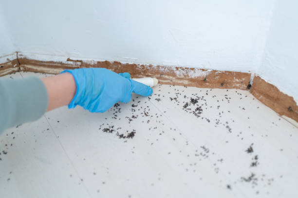 Best Best Pest Control Companies  in Breckenridge, TX